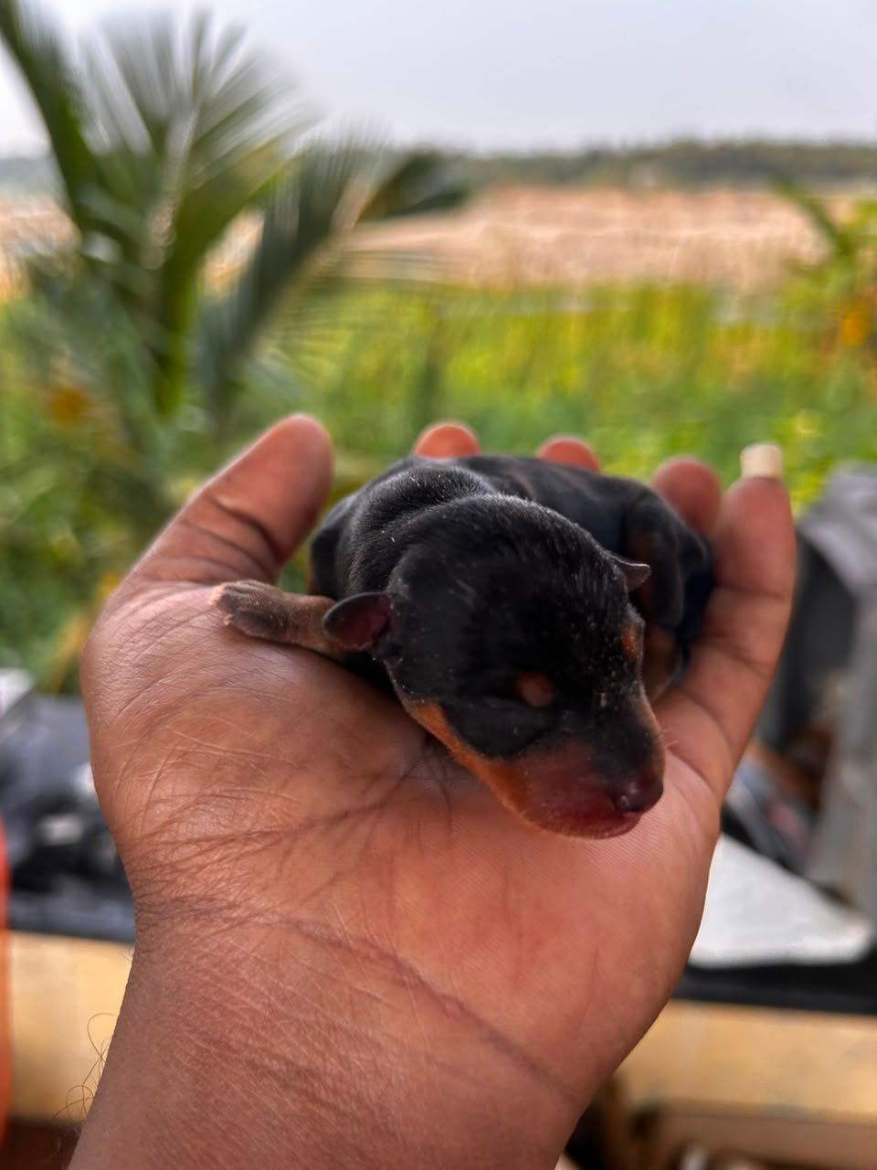 Puppies Moment
